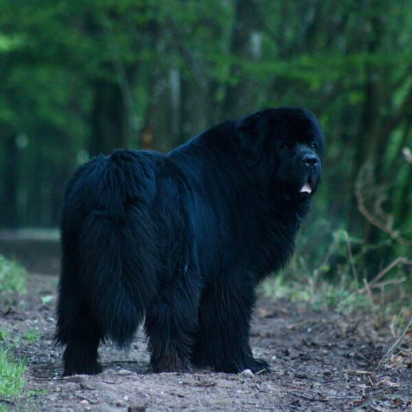 OWACI-KIA-ORA-AI-KOUTOU-ROA