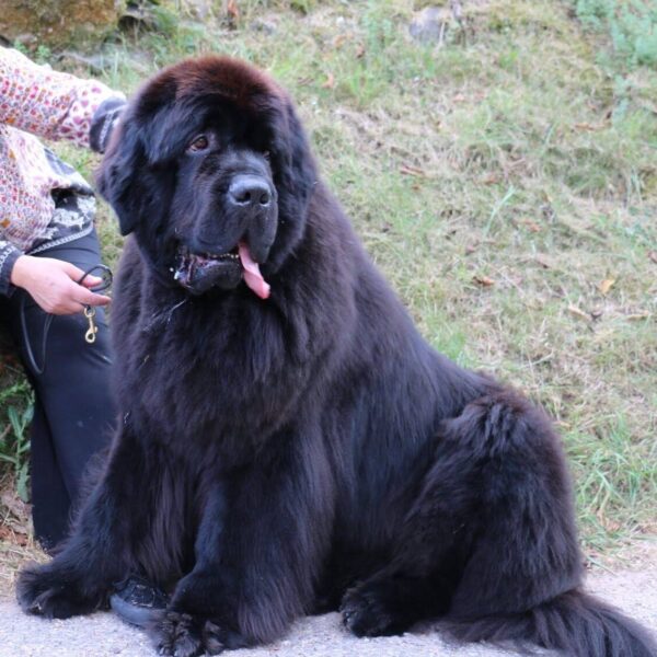 CATCHOU PROPRIETAIRE BETTY FOURNIER